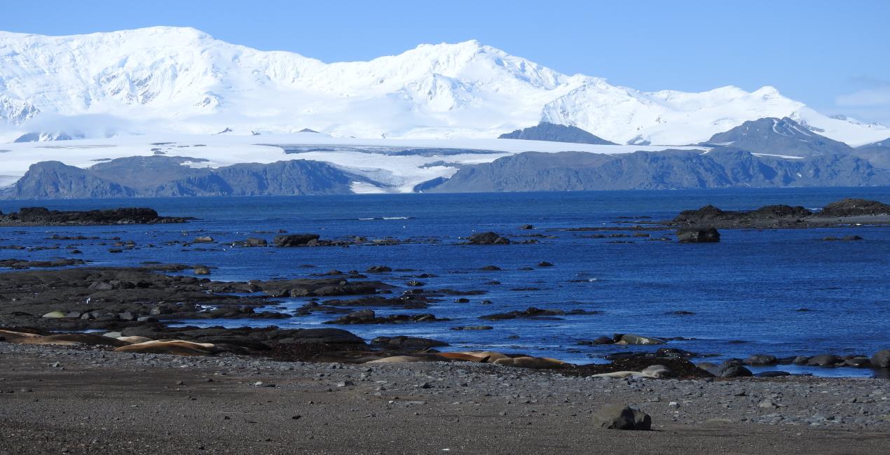 South Shetland Islands, Livingston Island, Hannah Point