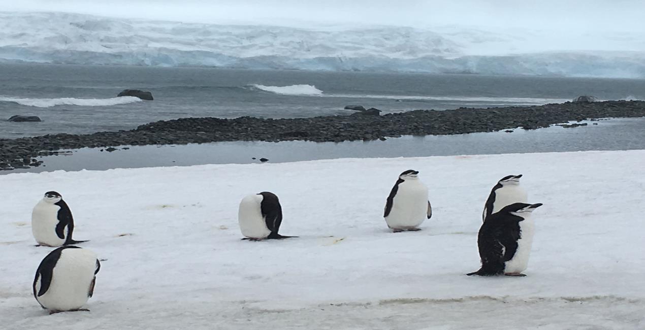 Livingston Island, Bulgarian Antarctica Base “St. Kliment Ohridski”