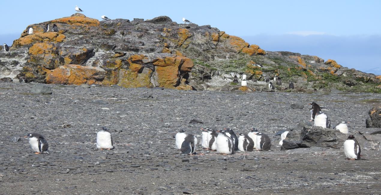 Livingston Island, Hannah Point